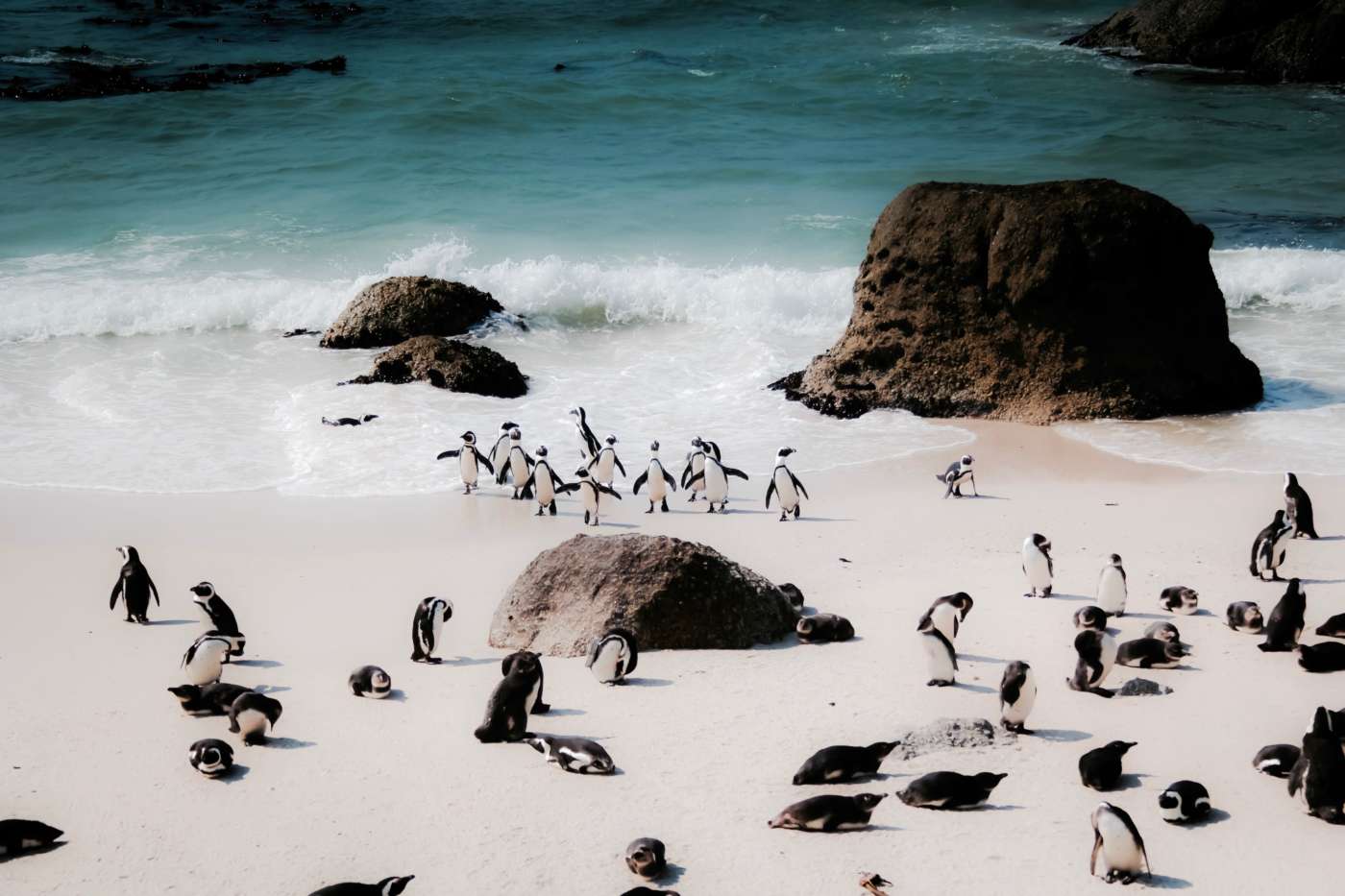south-africa-penguins