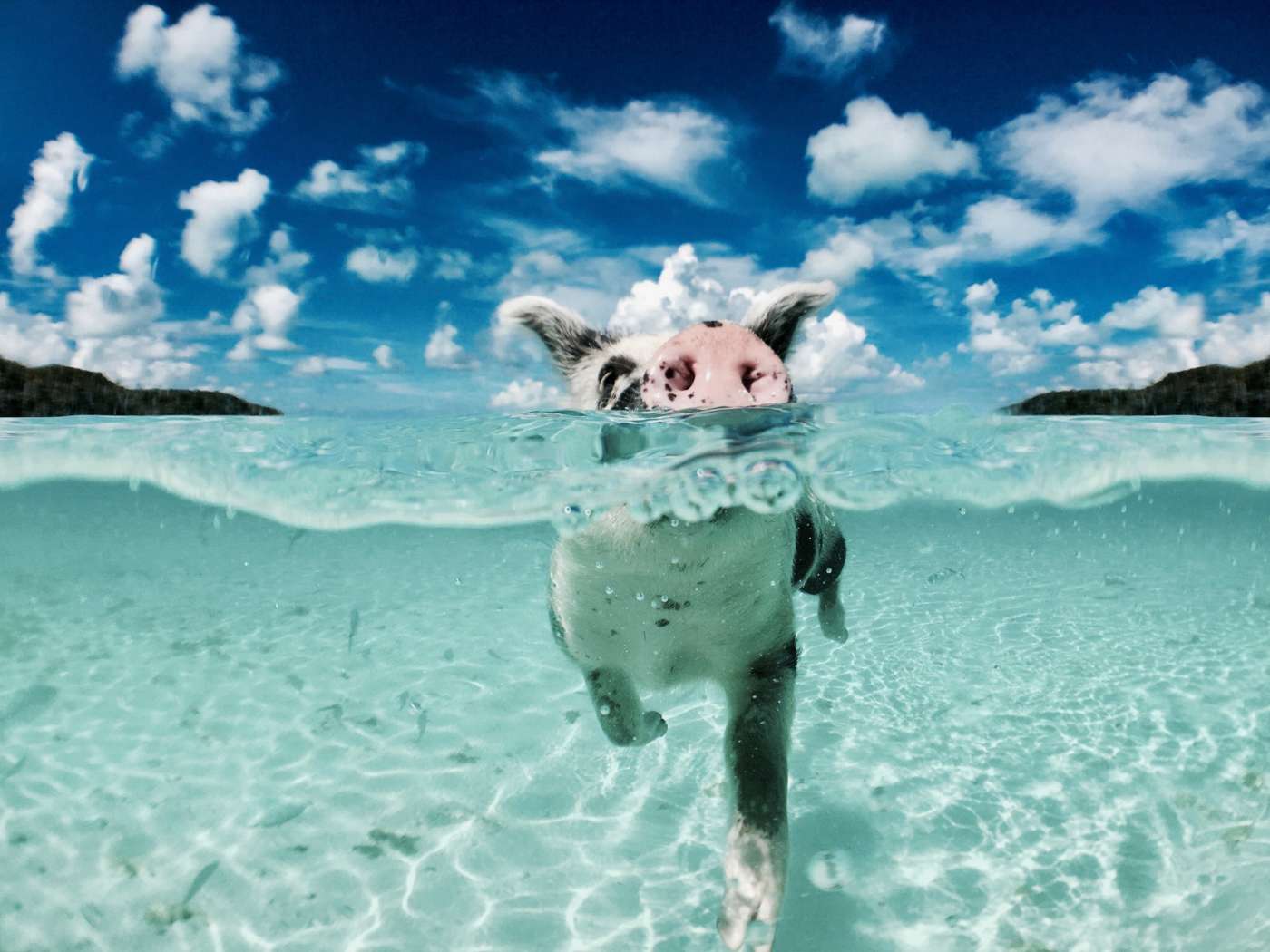 swimming-pigs-in-the-bahamas