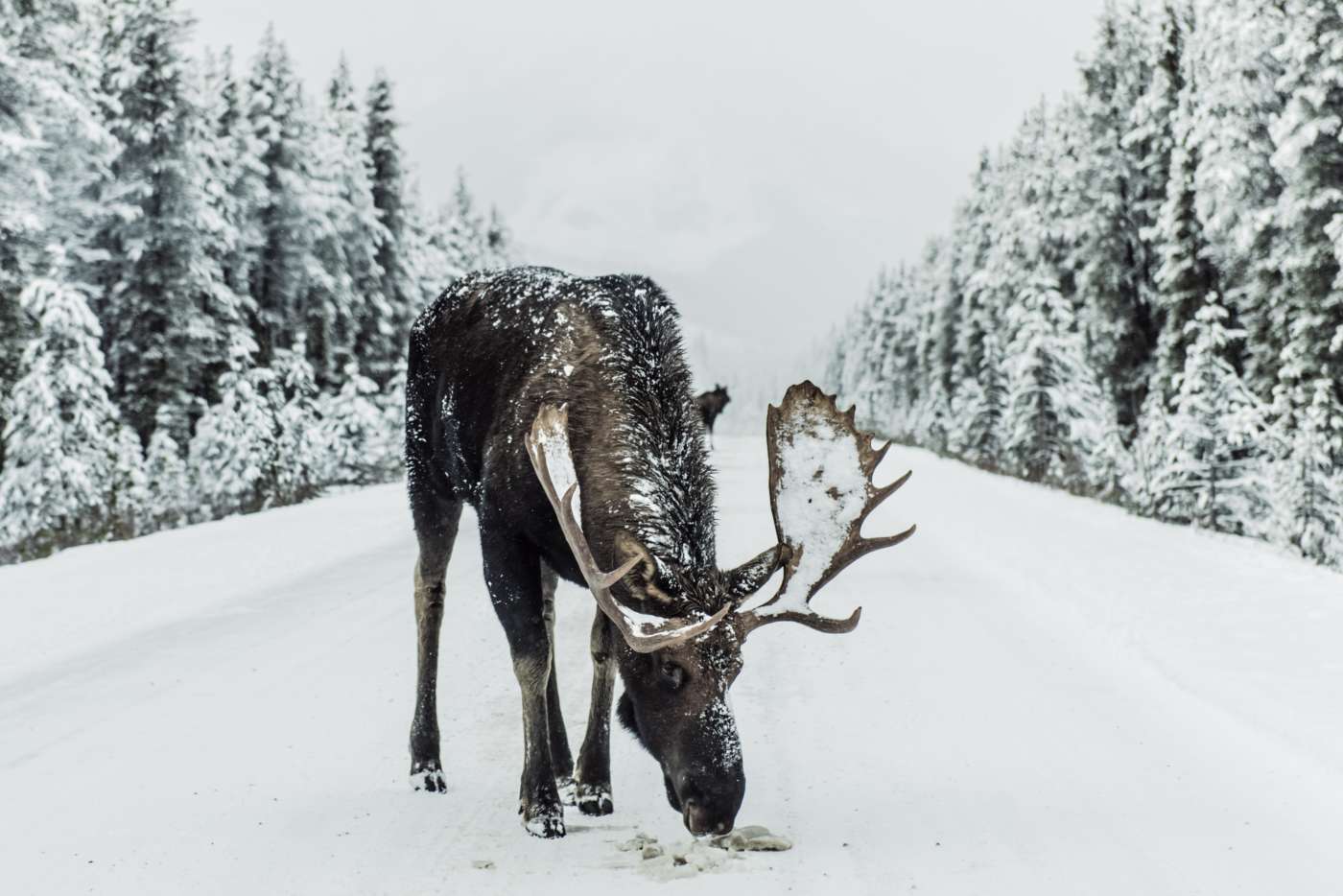 what to do when visiting alaska in winter